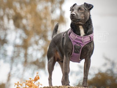 Billy | Terrier (Patterdale) | Merseyside (Liverpool) - 2