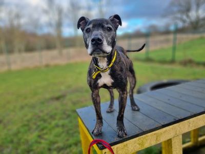 Harry | Terrier (Staffordshire Bull) Cross | West Calder (Edinburgh) - 4