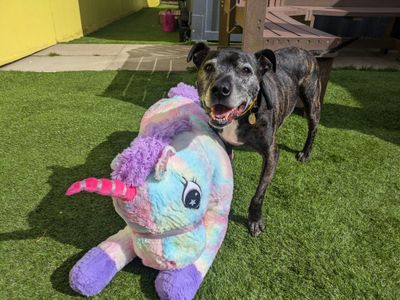 Harry | Terrier (Staffordshire Bull) Cross | West Calder (Edinburgh) - 4