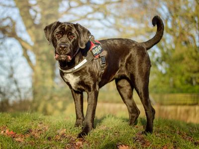 Lulu | Italian Corso Dog | Kenilworth (West Midlands) - 5