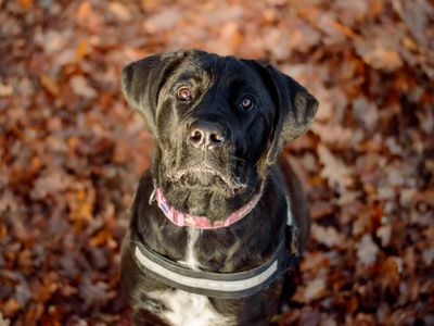 Lulu | Italian Corso Dog | Kenilworth (West Midlands) - 3