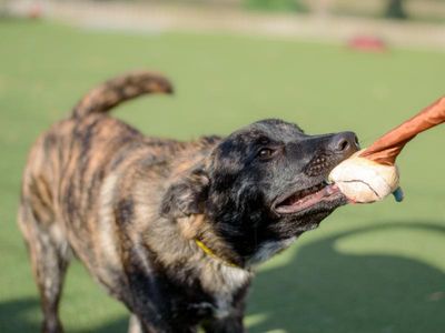 Prince | Belgian Shepherd Dog (Malinois) | Kenilworth (West Midlands) - 4