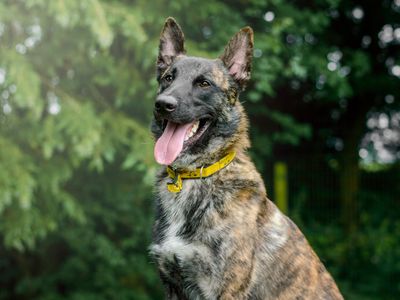 Prince | Belgian Shepherd Dog (Malinois) | Kenilworth (West Midlands) - 2