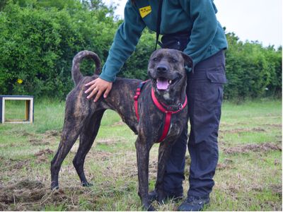 Aura | Mastiff Cross | Harefield West London - 4