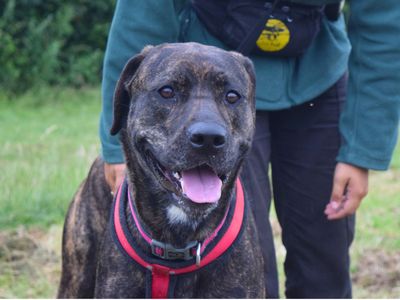 Aura | Mastiff Cross | Harefield West London - 2