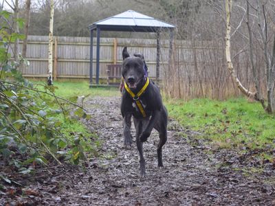Pacino | Lurcher | Harefield West London - 5