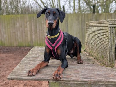 Luna | Dobermann | Loughborough - 3