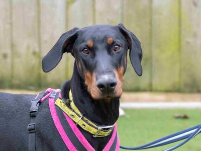 Luna | Dobermann | Loughborough - 5