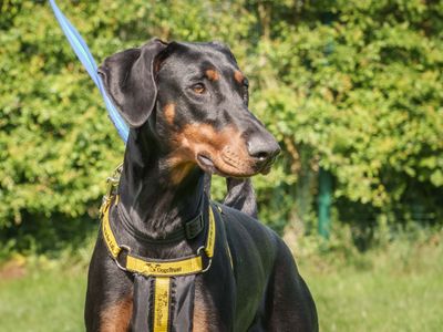Luna | Dobermann | Loughborough - 3