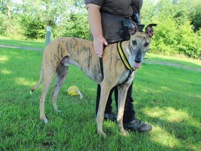 Roscoe | Greyhound | Newbury (Berkshire) - 5
