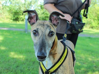 Roscoe | Greyhound | Newbury (Berkshire) - 3