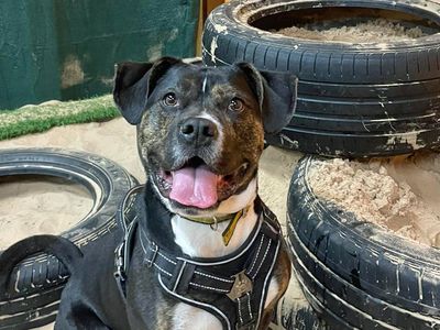 Oreo | Terrier (Staffordshire Bull) Cross | Merseyside (Liverpool) - 2