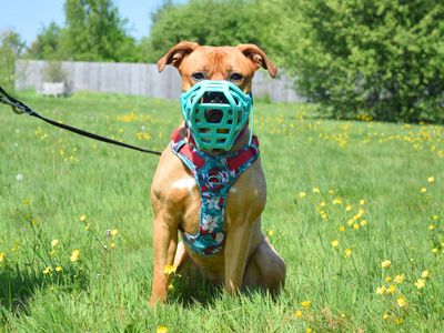 Loka | Terrier (Staffordshire Bull) Cross | Harefield West London - 3