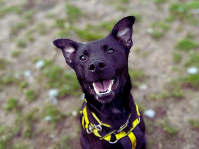 Milo | Crossbreed | Snetterton (Norfolk) - 5
