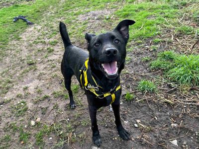 Milo | Crossbreed | Snetterton (Norfolk) - 3