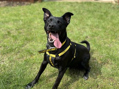 Milo (aka Batman) | Crossbreed | Snetterton (Norfolk) - 3