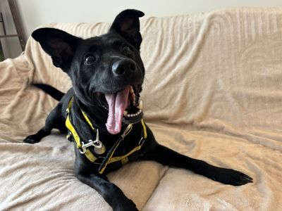Milo (aka Batman) | Crossbreed | Snetterton (Norfolk) - 5