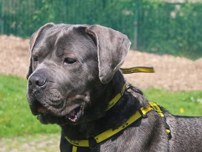 Ghost | Italian Corso Dog | Merseyside (Liverpool) - 3