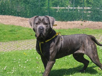 Ghost | Italian Corso Dog | Merseyside (Liverpool) - 2