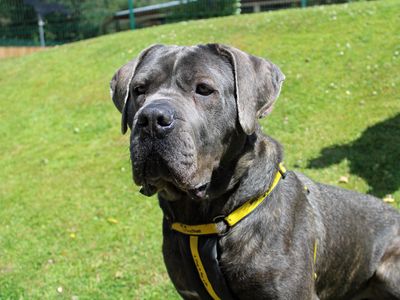 Ghost | Italian Corso Dog | Merseyside (Liverpool) - 4