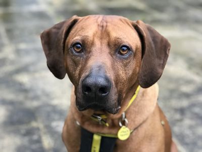 Rhodesian ridgeback shop rescue centre