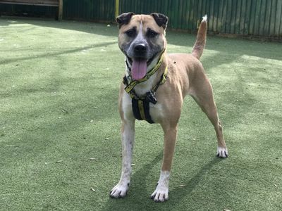 Amber | Crossbreed | Darlington - 2