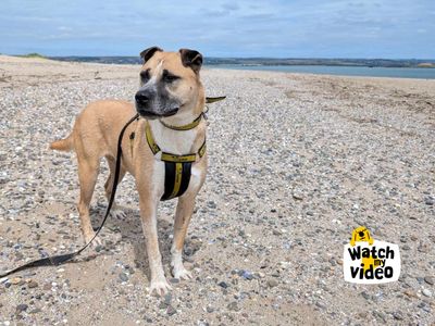 Amber | Crossbreed | Ilfracombe - 2