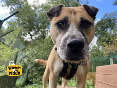 Amber | Crossbreed | Ilfracombe - 4