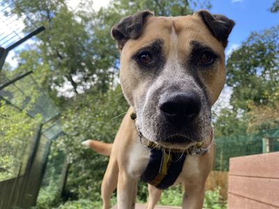 Amber | Crossbreed | Darlington - 4