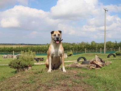 Amber, a 7 years old female Crossbreed available for adoption from Dogs Trust in County Durham