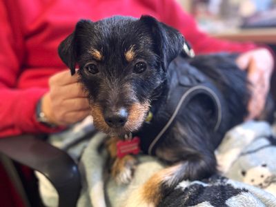 Jesse | Terrier (Jack Russell) | Shoreham (Sussex) - 2