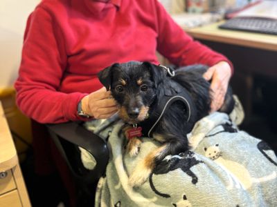 Jesse | Terrier (Jack Russell) | Shoreham (Sussex) - 3