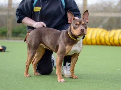 Minnie | Terrier (Staffordshire Bull) Cross | Kenilworth (West Midlands) - 5