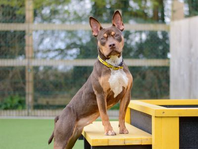 Minnie | Terrier (Staffordshire Bull) Cross | Kenilworth (West Midlands) - 3