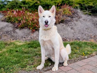 Norman | Siberian Husky | Cardiff - 3