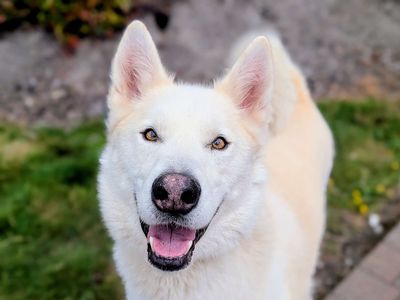 Norman | Siberian Husky | Cardiff - 5