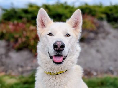 Norman, a 4 years old male Siberian Husky available for adoption from Dogs Trust in Cardiff