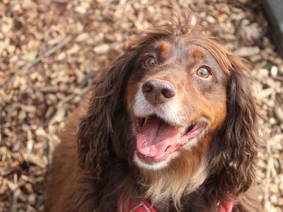 Dexter | Spaniel (Cocker) | Merseyside (Liverpool) - 3