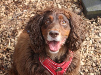 Dexter | Spaniel (Cocker) | Merseyside (Liverpool) - 1