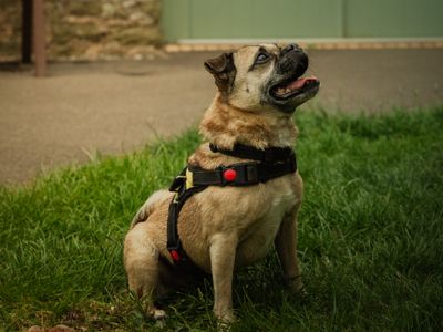 Fergi | Pug Cross | Bridgend (Wales) - 5