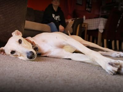 Rory | Lurcher | Leeds - 2