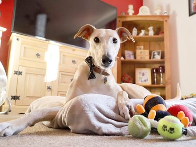 Rory | Lurcher | Leeds - 4