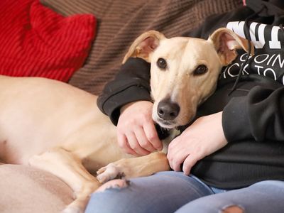 Rory | Lurcher | Leeds - 3