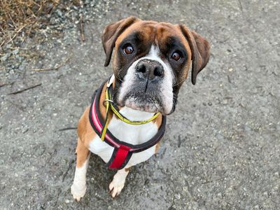 Jess | Boxer | Basildon (Essex) - 3