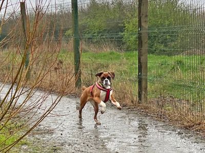 Jess | Boxer | Basildon (Essex) - 5