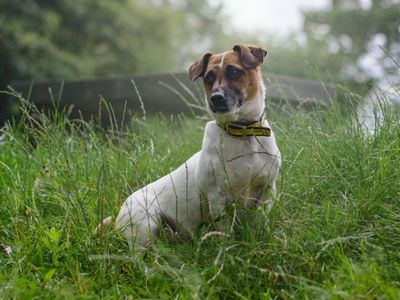 Sammy | Terrier (Jack Russell) | Kenilworth (West Midlands) - 3
