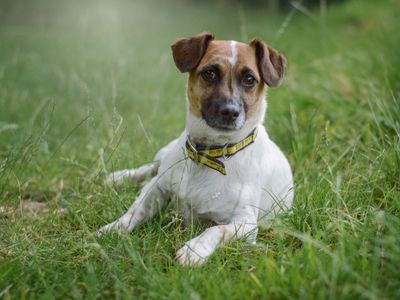 Sammy — Terrier (Jack Russell)