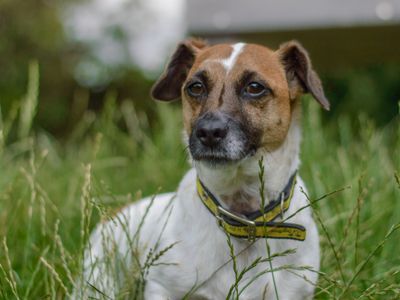 Sammy | Terrier (Jack Russell) | Kenilworth (West Midlands) - 5