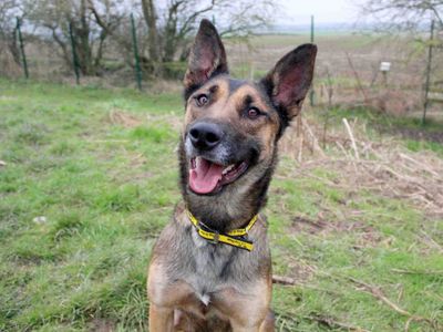Val | Belgian Shepherd Dog (Malinois) | Leeds - 2