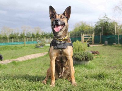 Val | Belgian Shepherd Dog (Malinois) | Leeds - 4